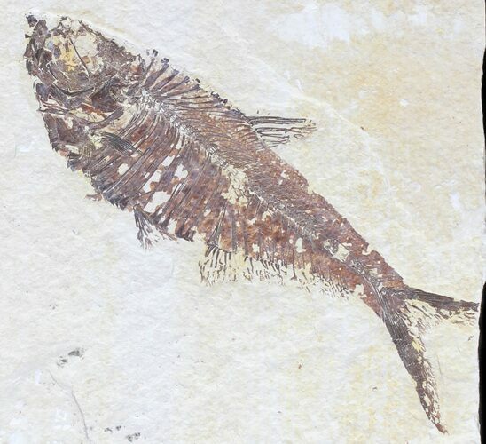 Bargain, Diplomystus Fossil Fish - Wyoming #56242